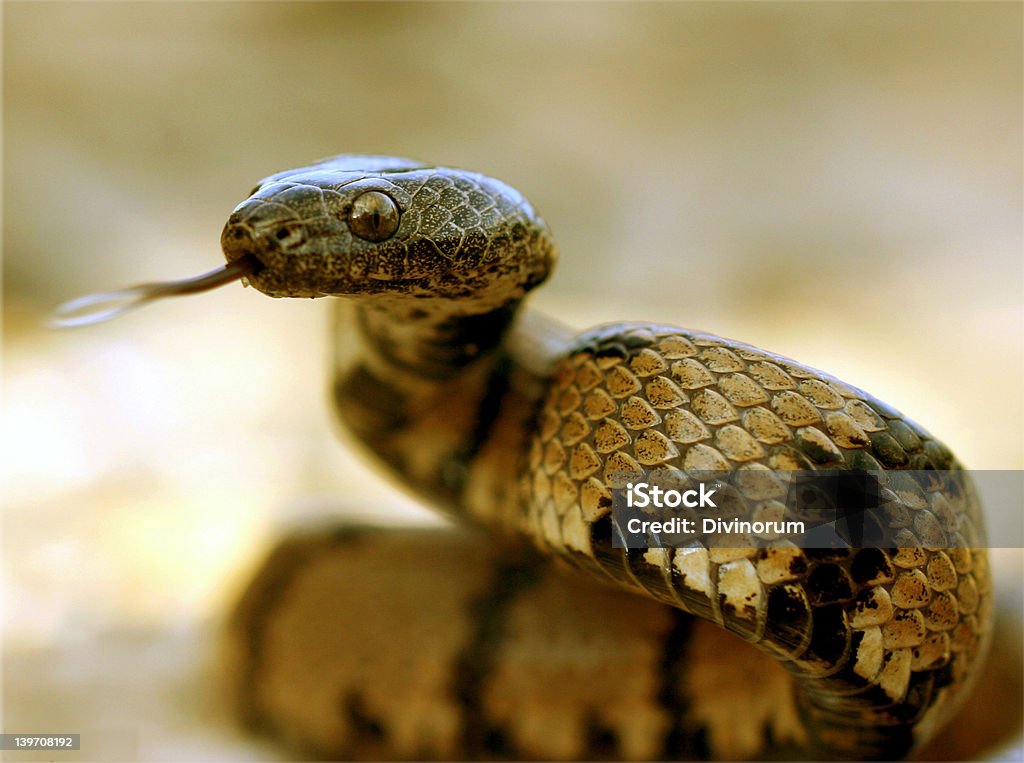 Snake flicking sua toung - Foto de stock de Agressão royalty-free