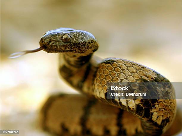 Cobra Flicking Sua Toung - Fotografias de stock e mais imagens de Agressão - Agressão, Animal, Animal selvagem