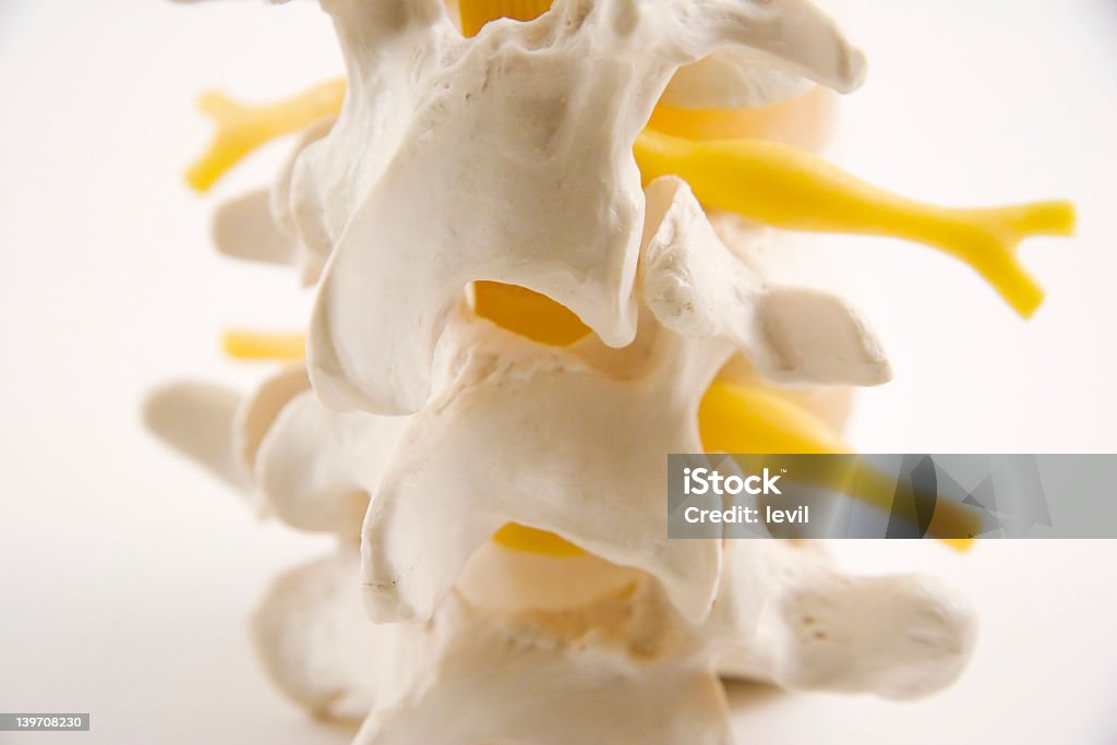 Close up of a partial spine model on a white background  Close up of a spine Anterior Cruciate Ligament Stock Photo