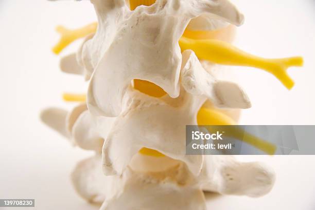 Close Up Of A Partial Spine Model On A White Background Stock Photo - Download Image Now