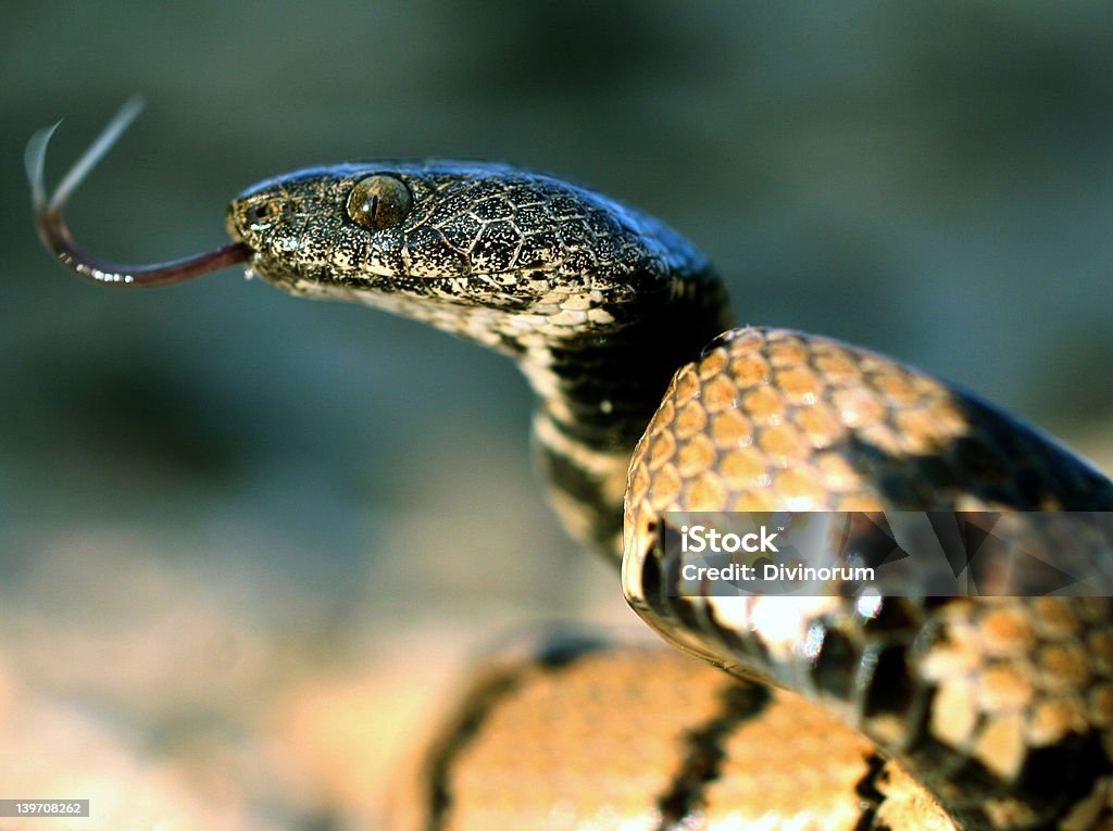 Serpente in splendida posizione - Foto stock royalty-free di Aggressione