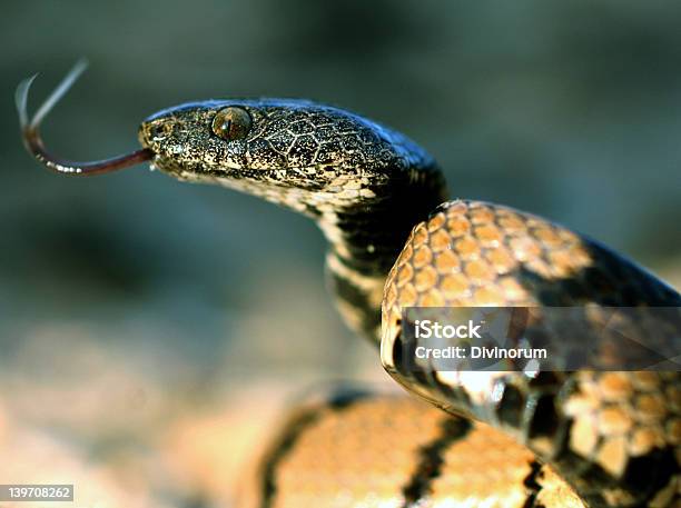Serpente In Splendida Posizione - Fotografie stock e altre immagini di Aggressione - Aggressione, Animale, Bellezza