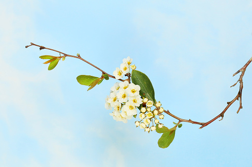 Spiraea arguta, flowers and foliage against a blue sky