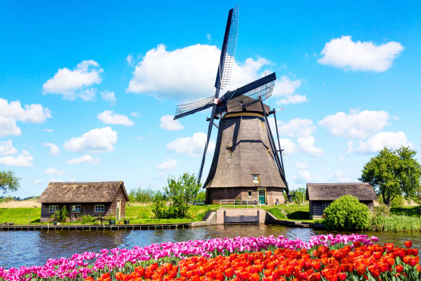 kolorowy wiosenny krajobraz w holandii, europie. słynny wiatrak w miejscowości kinderdijk z kwiatami tulipanów w holandii. słynna atrakcja turystyczna w holandii - windmill architecture traditional culture mill zdjęcia i obrazy z banku zdjęć