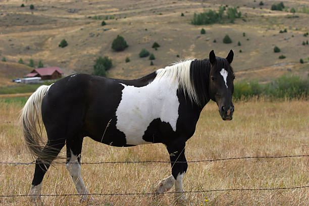 Horse in field stock photo