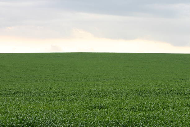 green field green field with winter cloudy sky. nir stock pictures, royalty-free photos & images