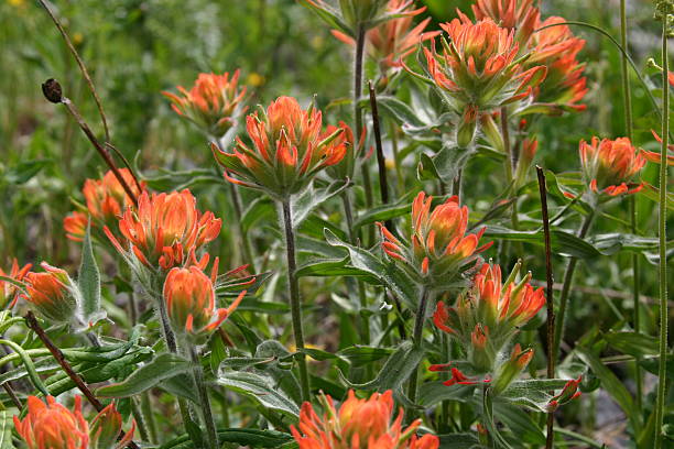 istock Colorado - Indian Paintbrush 139708368