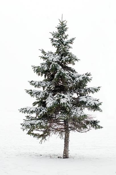 Lone pine tree - Photo