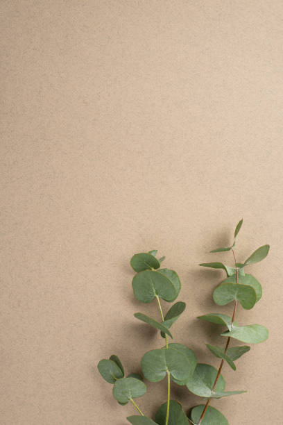 istock Top view vertical photo of eucalyptus branch on beige background with copyspace 1397083949