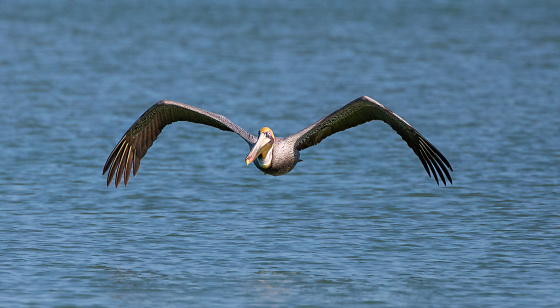 America White Pelican flying along Yellowstone River in the Yellowstone Ecosystem of western USA, North America. Nearest cities are Gardiner, Cooke City, Bozeman, Montana, Cody and Jackson Wyoming, Salt Lake City,Utah and Denver, Colorado.
