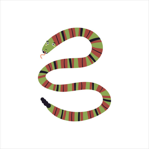 Cute snake Cute snake vector illustration. Funny hand drawn exotic  character. Happy terrarium animal isolated on white background. Childish t shirt print design python black mamba stock illustrations