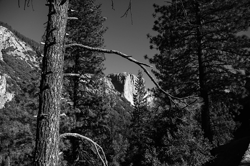 Yosemite Pine Tree