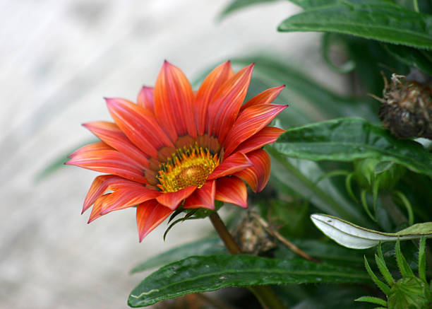 istock Gazania splendenes close up 139708527