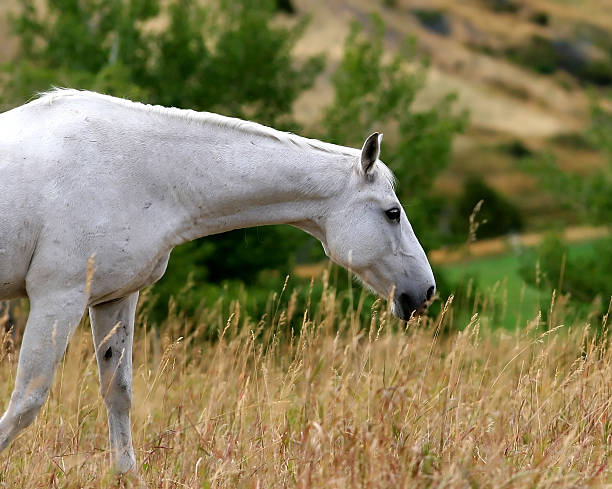 White Horse in Field stock photo