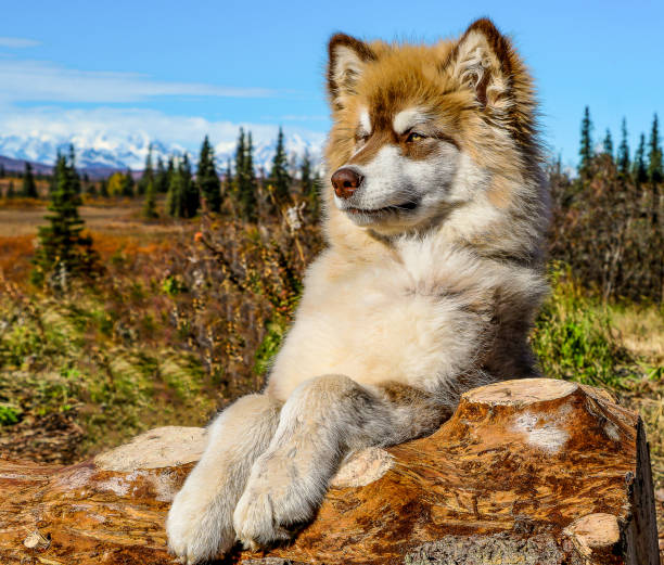 Alaskan Giant Malamute puppy Alaskan Giant malamute puppy posed himself on a log in Alaska malamute stock pictures, royalty-free photos & images
