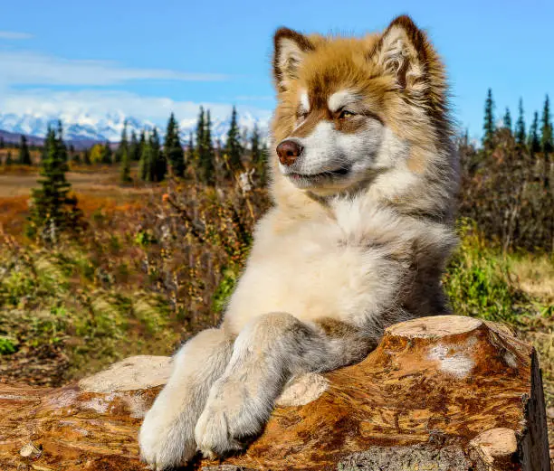 Alaskan Giant malamute puppy posed himself on a log in Alaska