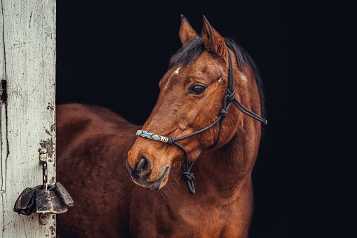 Hives or allergic wheels on a horses neck as in the side view