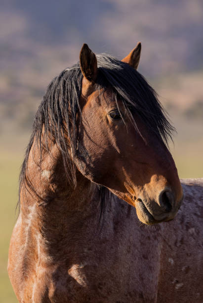 istock Wild Horse in Spring in the Utah Desert 1397088579