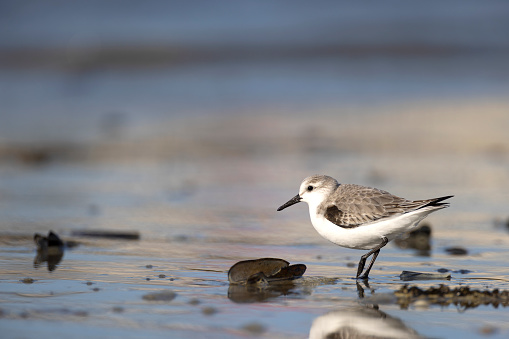 One sanderling on the beach looking for a snack
