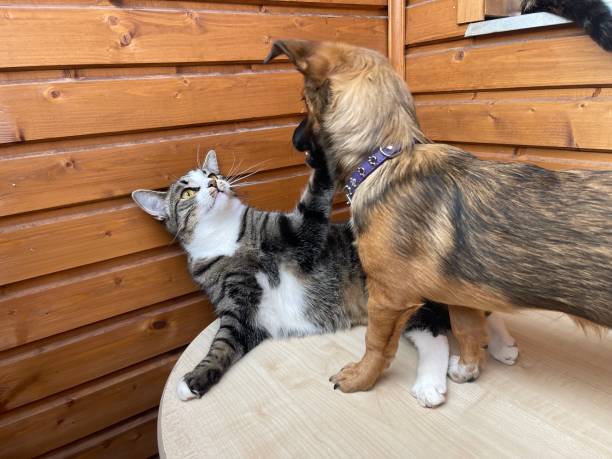 istock Gray cat and puppy 1397088745
