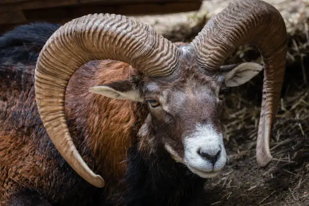 Imposing horns that this bighorn sheep wears on its head. They bend beautifully forward