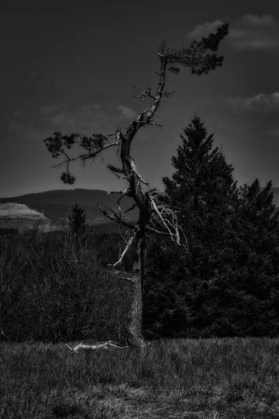 istock The silhoutte of a bony tree 1397088946