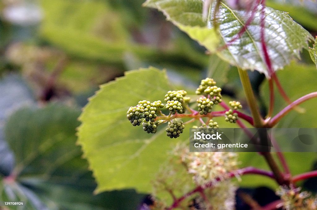 Grapes forming New grapes forming on vine Flower Stock Photo