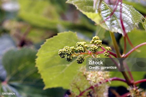 Grapes Forming Stock Photo - Download Image Now - Flower, Vine - Plant, Young Animal