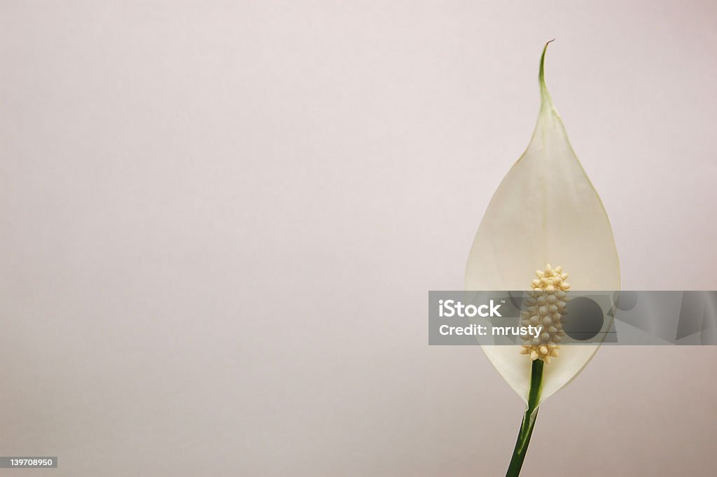 Spathiphyllum - Royalty-free Aro Foto de stock