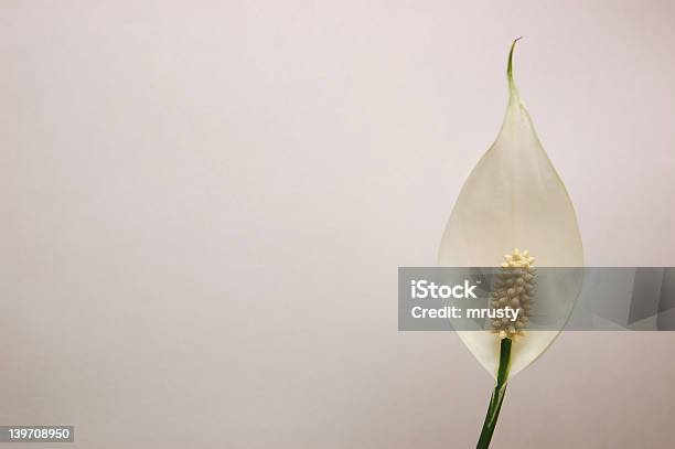 Spathiphyllum - Fotografias de stock e mais imagens de Aro - Aro, Cena de tranquilidade, Coleção