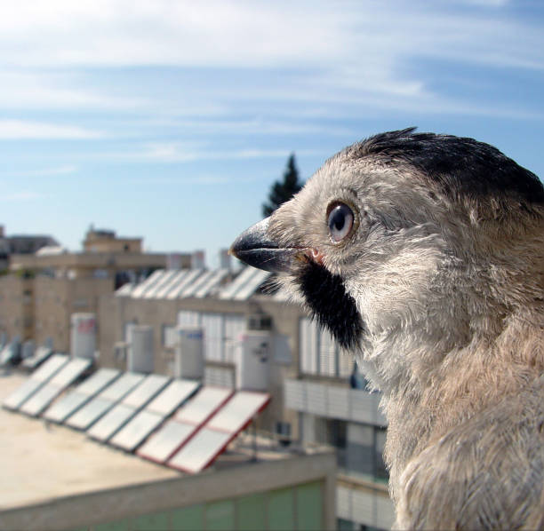 Bird's point of view