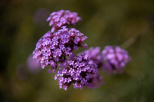 istock Pretty Purpletop Vervain 1397091093
