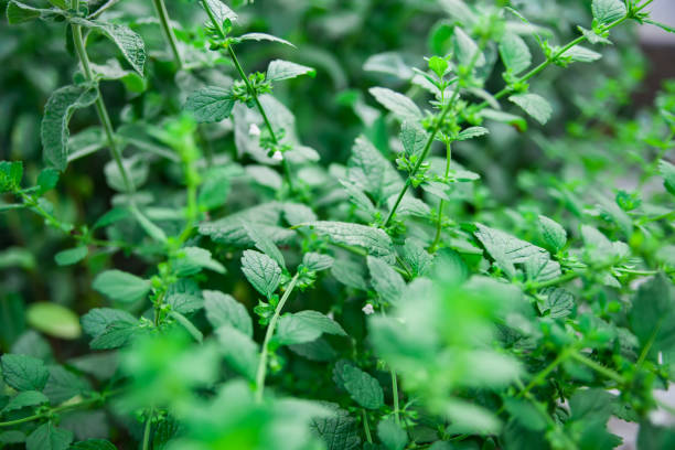 istock Mint plant grow at vegetable garden 1397091127