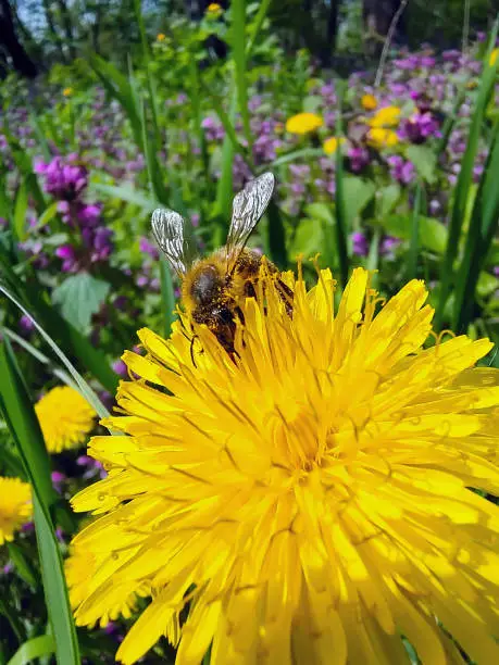 A bee collects pollen on a yellow dandelion close-up. The back floral background is heavily blurred