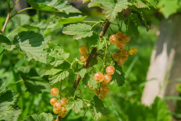 The white currant , whitecurrant, sometimes called the pink or yellow currant, is a member of the genus Ribes.