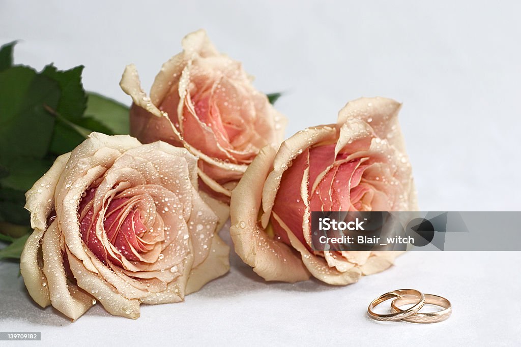 Róż i pierścienie - Zbiór zdjęć royalty-free (Aranżacja)