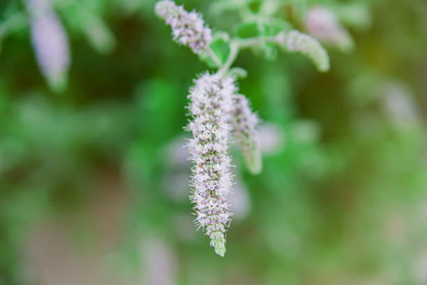 Mint plant grow at vegetable garden, soft selective focus