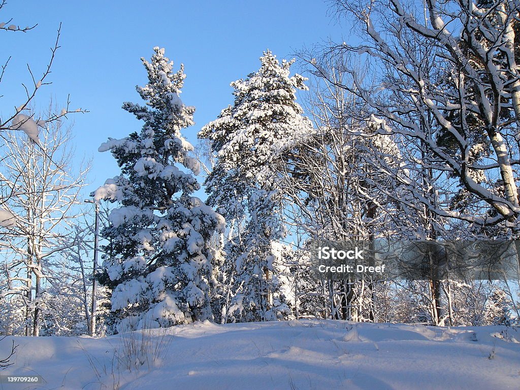 hiver - Photo de Arbre libre de droits