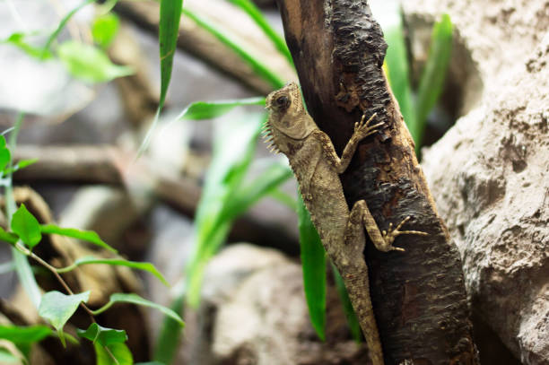 istock A lizard on tree trunk looks for some insects 1397092989