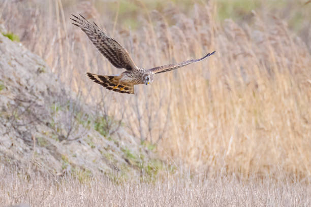 istock Hen harrier Circus cyaneus hunting 1397093849
