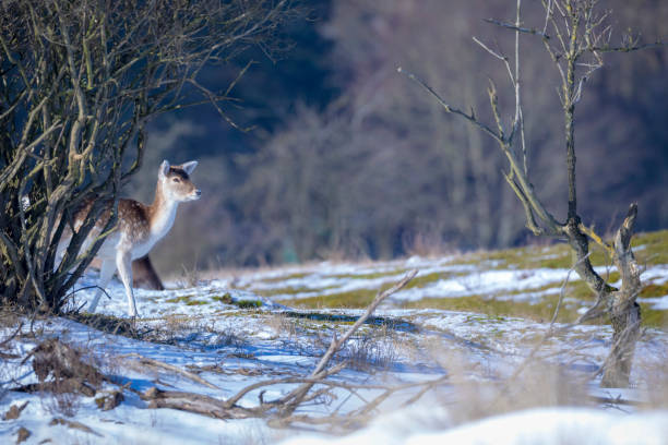 Fallow deer stag Dama Dama foraging in Winter forest snow and ice, selective focus is used.