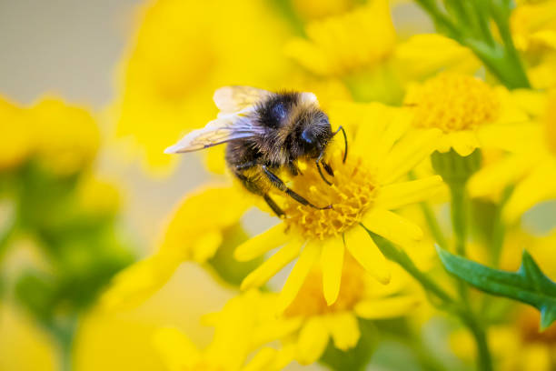 istock Closeup of a red-tailed bumblebee, Bombus lapidarius, feeding 1397093934