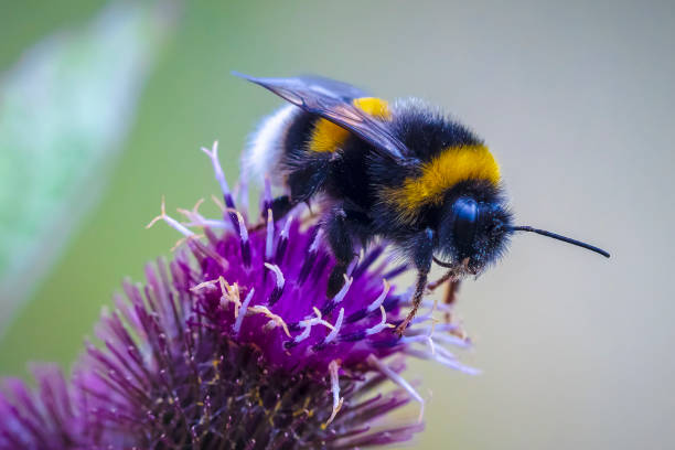 Bombus terrestris, the buff-tailed bumblebee or large earth bumblebee, feeding nectar stock photo