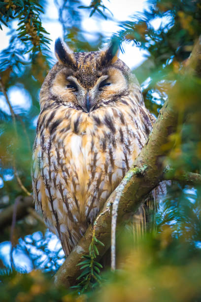 istock Long eared owl Asio otus, bird of prey perched in a tree 1397093962