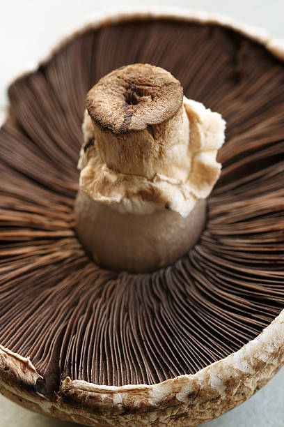 istock Portobello Mushroom 139709429