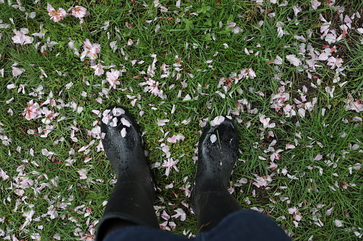 Looking down on fallen pink petals stuck to wet rubber boots in springtime.
Metro Vancouver, Canada.