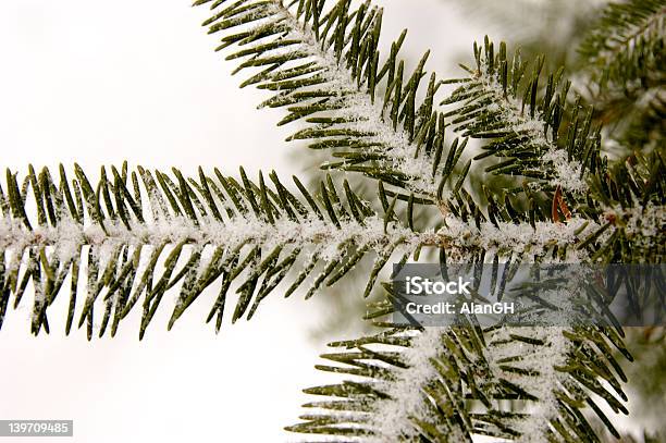 Porto Spruce Bough E Ince - Fotografias de stock e mais imagens de Abeto - Abeto, Agulha - Parte de planta, Ao Ar Livre