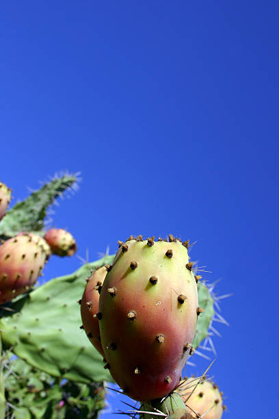 prickly pear2 stock photo