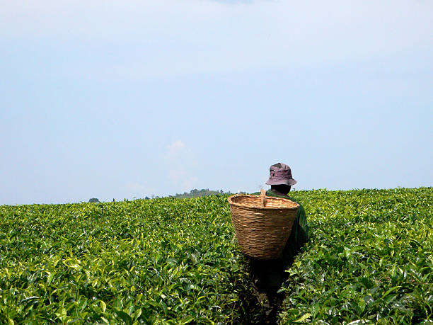 istock A man carrying a basket on his back picking tea leaves 139709544