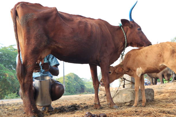 istock A Milkman Milking His Cow 1397095759